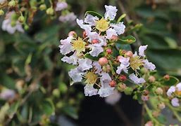Image result for Lagerstroemia Pixie White