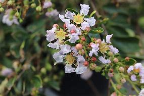 Image result for Lagerstroemia Pixie White