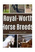 Image result for Horse Breeds Chart