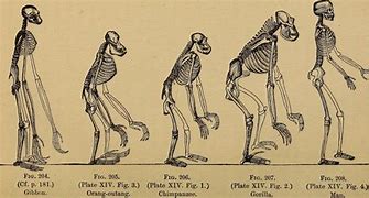 Image result for Human-Ape Evolution