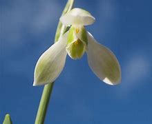 Image result for Galanthus Simply Glowing