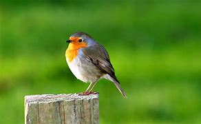 Image result for Bird Desktop Wallpaper