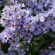 Image result for Aster Little Carlow