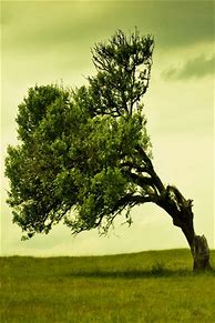 Image result for Tree iPhone Wallpaper