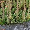 Image result for Sedum ochroleucum Minor