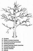 Image result for Well Pruned Apple Tree