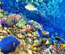 Image result for Underwater Reef Wallpaper