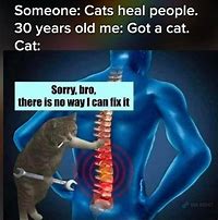 Image result for Fix Your Cat Meme