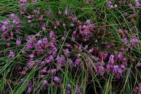 Image result for Allium splendens var. kurilense