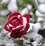 Image result for Winter/Spring Flowers