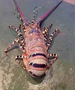 Image result for Large Lobster