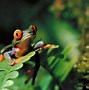 Image result for Cute Frog Profile