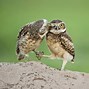 Image result for Owl Hugs