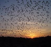 Image result for Bats Flying at Dusk