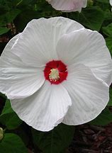 Image result for Hibiscus moscheutos DISCO BELLE blanc coeur rouge