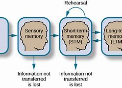 Image result for How Do Memories Work in the Brain