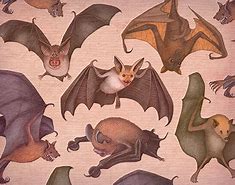 Image result for Nectar Bat Drawing