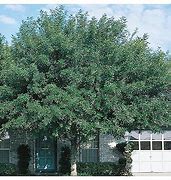 Image result for Best Arizona Shade Tree