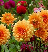 Image result for Beautiful Summer Flowers