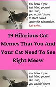 Image result for Most Hilarious Cat Memes