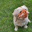 Image result for PetSmart Dog Muzzle