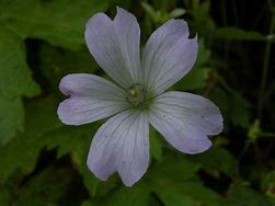 Image result for Geranium oxonianum Trevor’s White