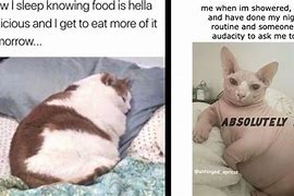 Image result for Fat Cat Food Meme