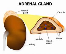 Image result for Adrenal Gland Located