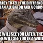 Image result for Alligator Meme