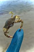 Image result for Baby Blue Crab