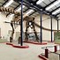 Image result for Largest Dinosaur Discovered