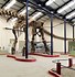 Image result for Largest Titanosaur