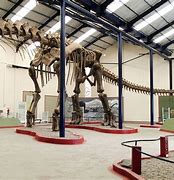 Image result for Titanosaurus Argentina
