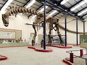 Image result for Largest Dinosaur Discovered