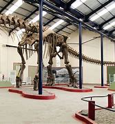 Image result for Largest Dinosaur Ever