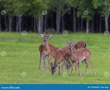 Image result for Whitetail Deer Grazing