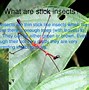 Image result for Stick Insect Life Cycle