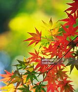 Image result for High Definition Photos of Japanese Maple Leaves