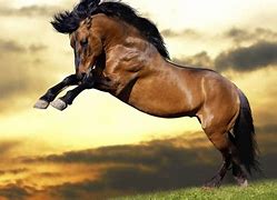 Image result for Horse Jumping Backgrounds