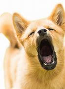 Image result for Barking Dog Emoji