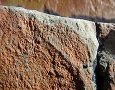 Image result for Pompeii Fossils