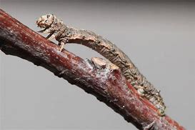 Image result for "spring-cankerworm"