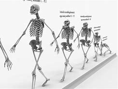 Image result for Human Skeleton Evolution