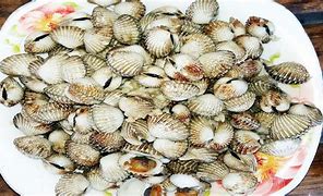 Image result for Shell Food