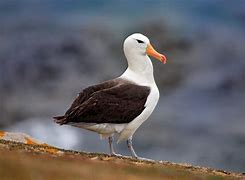 Image result for albatroz