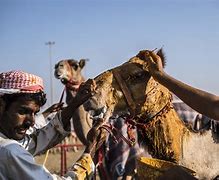 Image result for Camel Racing Motorcycle