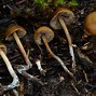 Image result for Find Magic Mushrooms