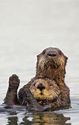 Image result for Otters Hugging