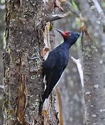 Image result for Campephilus Picidae