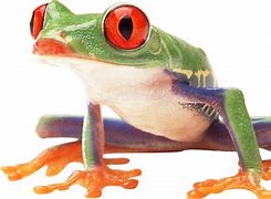 Image result for meme frog memes